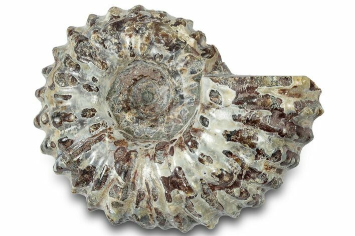 Bumpy Ammonite (Douvilleiceras) Fossil - Madagascar #308889